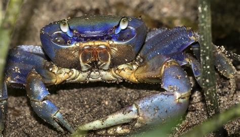 Exploring The Unique World Of Florida Land Crabs 2023