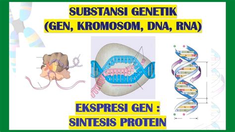 MATERI GENETIK GEN KROMOSOM DNA RNA YouTube