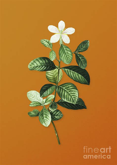 Vintage Gardenia Botanical Art On Sunset Orange N0945 Mixed Media By