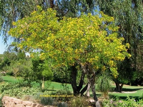 PlantFiles Pictures Cassia Species Gold Medallion Tree Cassia Leptophylla By Metros