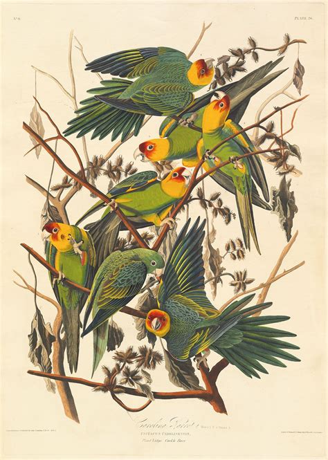 John James Audubon Biography Drawings Books And Facts Britannica