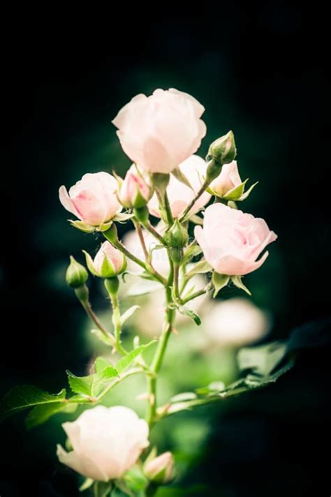 Beautiful Pink Rose Flowers Stock Photo Image Of Bouquet Background