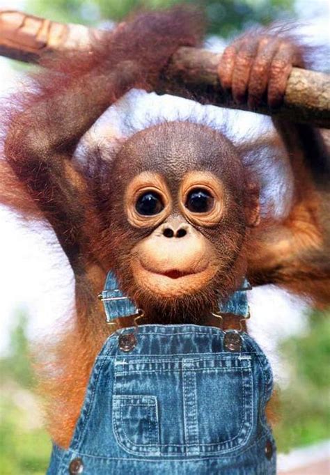 Gambar Monyet Lucu Inhu Lc