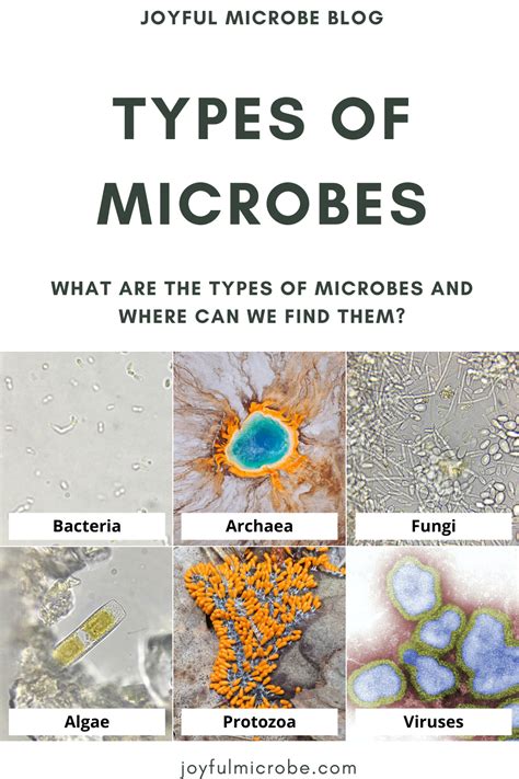 What Are The Types Of Microbes And Where Can We Find Them Joyful