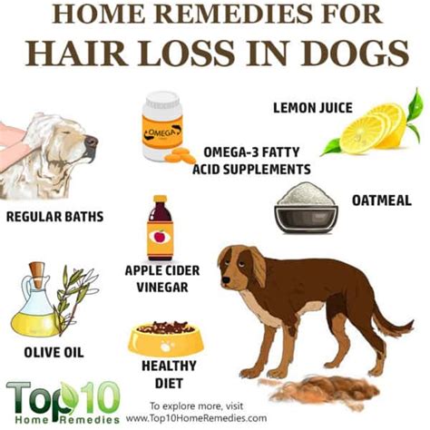 10 Home Remedies To Help With Hair Loss In Dogs Top 10 Home Remedies