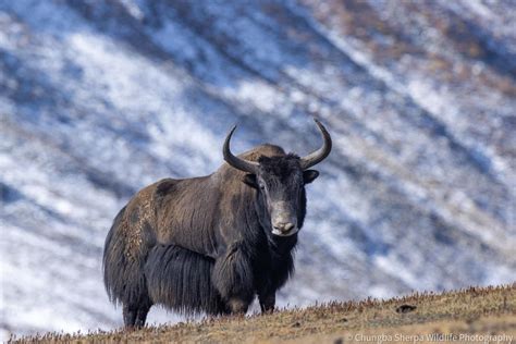 Chungba Sherpa Captures Photos Of Rare Wild Yaks In Lapcha La Humla