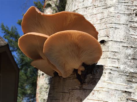 Fungi Shows Up On Birch Trees