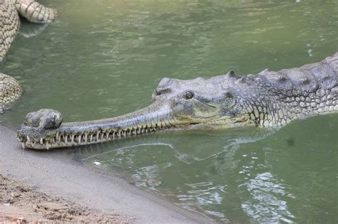 Indias Largest Crocodile Park Is Facing A Cash Crunch Amidst Lockdown
