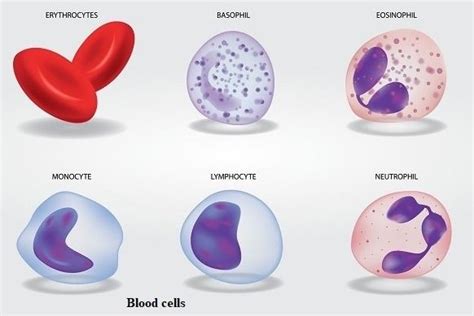 The structure of the cell supports its function. 14 Types of Cells in Human Body and their Important ...