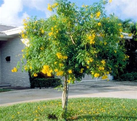 Tacoma Stans Yellow Elder Tree Front Yard Plants Trees To Plant