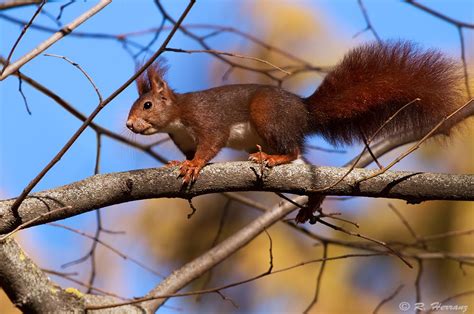 Ardilla technologies / our products. fotosricardo-h: ARDILLA ROJA O ARDILLA COMÚN II - Red squirrel II