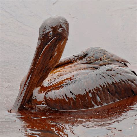 The Oil Spill Cleanup Illusion