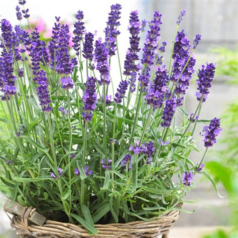 How To Grow Lavender Growing Lavender In Pots Lavender Plant Care