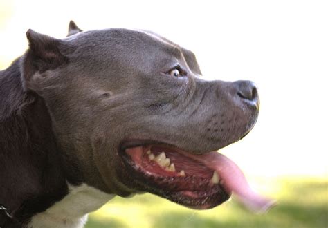 Pitbull Dog Breed Information And Pictures All About Dogs