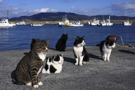 Tashirojima La Isla En Japón Donde Hay Más Gatos Que Personas Perro