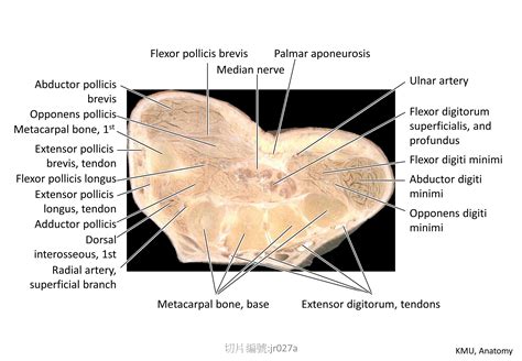 Kmu Anatomy Sections