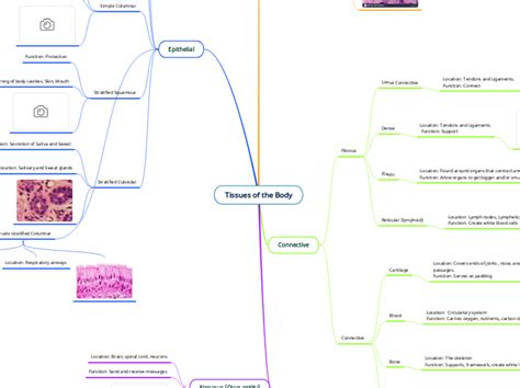 Tissues Of The Body Mind Map