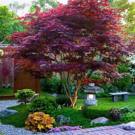 It requires greater commitment to grow a bonsai tree than to plant any other plant. Bloodgood Japanese Maple — PlantingTree
