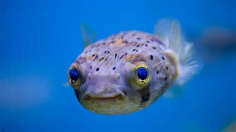 Underwater Sea Creatures And Other Animals Wallpapers