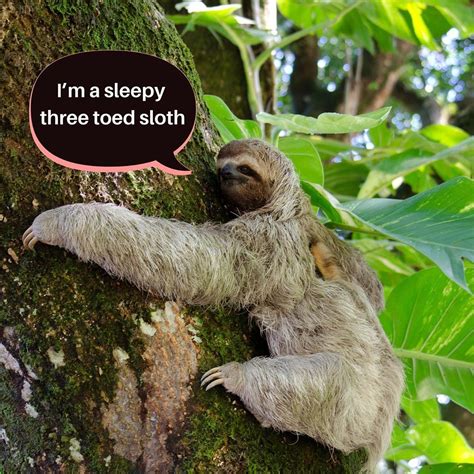 These Are The Worlds Slowest Animal Sloths Sleep In Trees Some 15