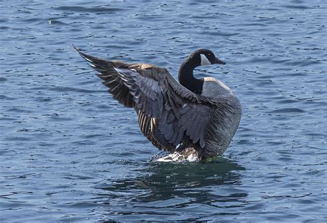 Canada Goose Spreading Wings Back Photograph By William Bitman Fine