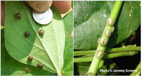Kudzu Bugs In Soybean Ut Crops News