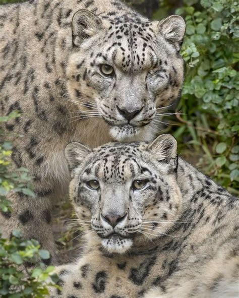 Snow Leopards Ramil And Penny San Diego Zoo Animals Images San