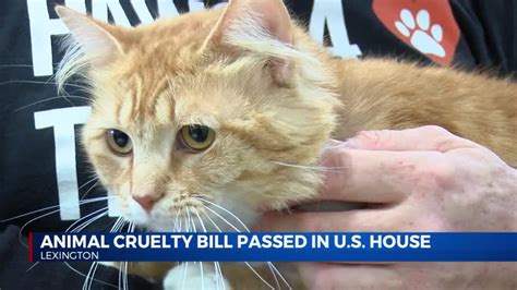 Animal Cruelty Bill Passes In The Us House Abc 36 News