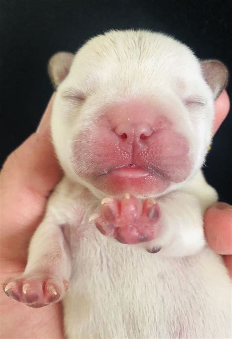French Bulldog Puppies Newborn Pets Lovers