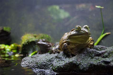 Frog Vancouver Aquarium Andrew Eland Flickr