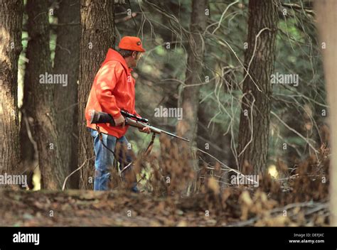 Stalking With Rifle White Tailed Buck Deer Rifle Hunting Usa Stock