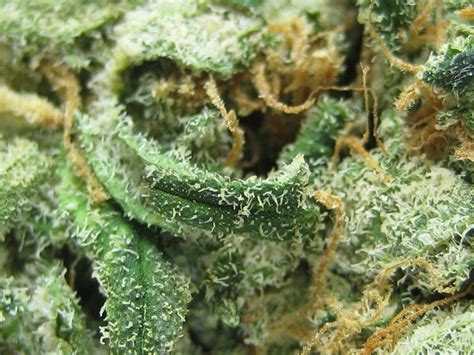 Blog - These Are The Most Popular Cannabis Strains in California Right