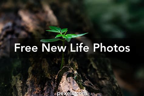 1000 Engaging New Life Photos · Pexels · Free Stock Photos