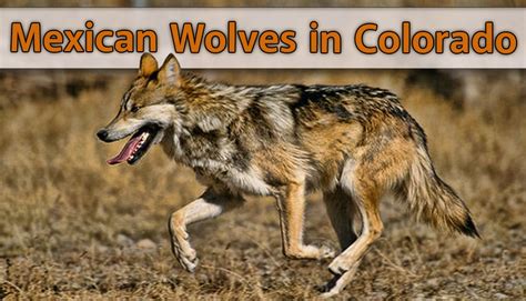 Mexican Wolves In Colorado Eastmans Official Blog Mule Deer