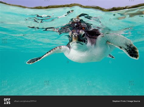 Juvenile Green Sea Turtle Underwater Stock Photo Offset