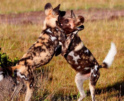 The Game Lodge Index: Interesting facts about: Wild Dogs