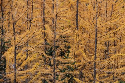 Golden Larches Of Manning Provincial Park Tourism Hope Cascades And