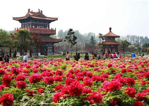 Southern Peony 2018 Omg We Re Going To Luoyang China For The Biggest Peony Festival In The
