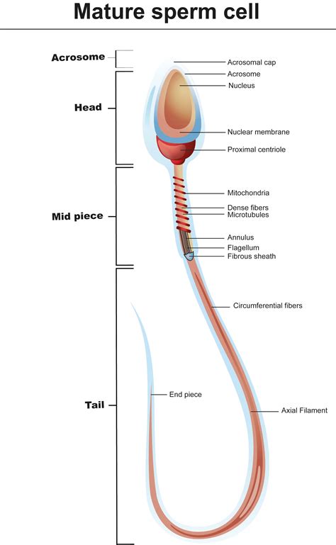 Sperm Are Produced In The Quizlet