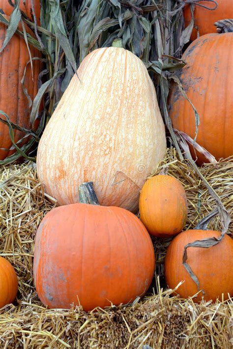 Giant Pumpkin Stock Image Image Of Autumn Fall Agriculture 72473875