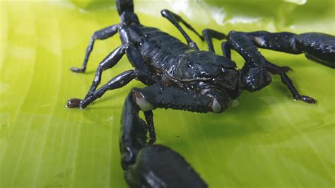 Black Scorpion Wallpaper