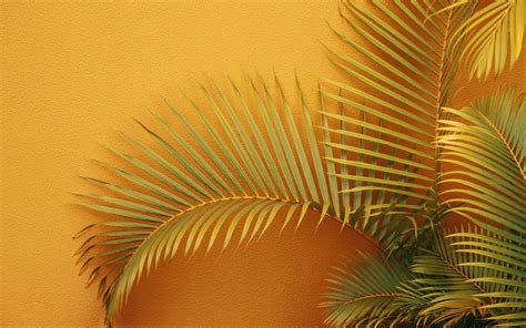 Download Wallpaper 3840x2400 Palm Branches Plant Wall Orange 4k