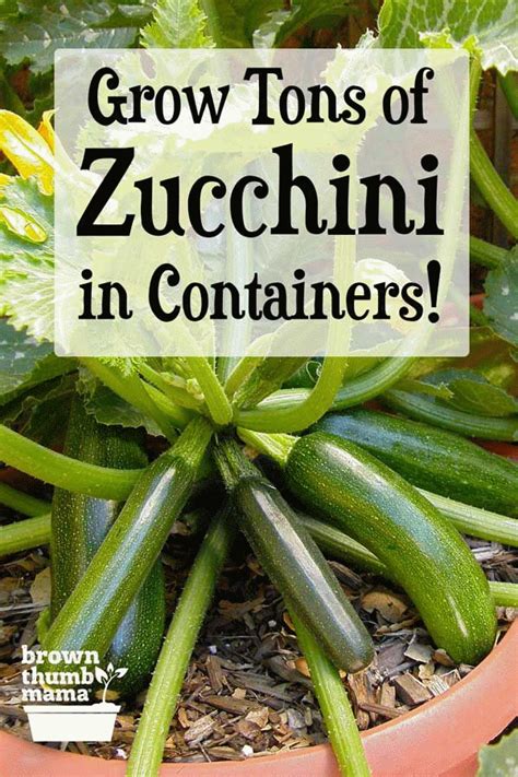 How To Grow Zucchini In Containers In 2020 Patio Container Gardening