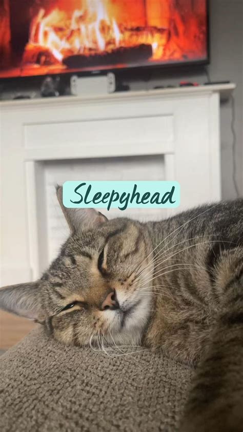 Sleepyhead In 2022 Cat Breeds Cute Cat Cute Cats
