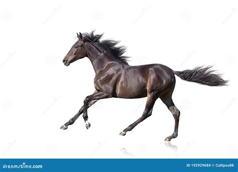 Horse In Motion Isolated Stock Photo Image Of Movement 192929684