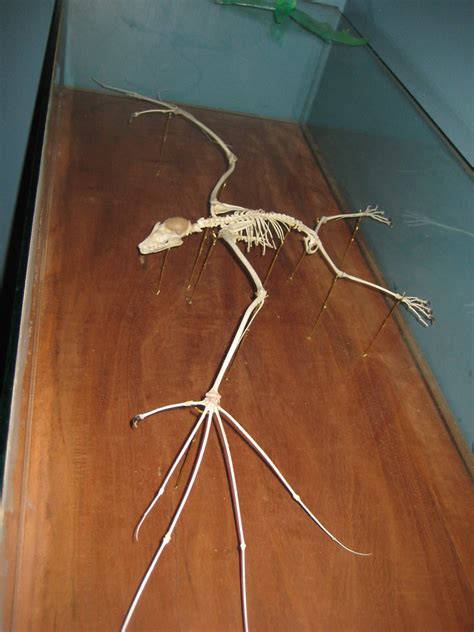 Skeleton Of Flying Fox At The Bat Jungle Allen Gathman Flickr