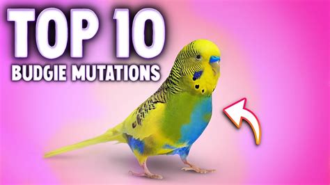 Top 10 Budgie Colors Varieties And Mutations Youtube