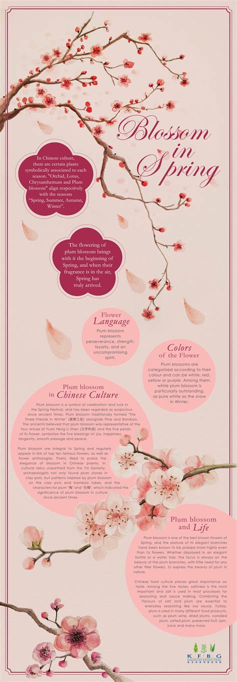 Blossom In Spring Plum Blossom Meaning Blossom Flower Meanings
