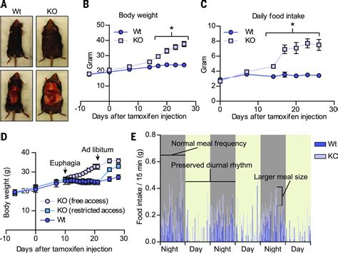 The Nutrient Sensor Ogt In Pvn Neurons Regulates Feeding Science