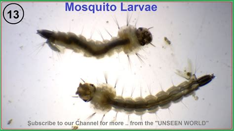 Do not forget to subscribe to the. Mosquito Larva under Microscope - YouTube